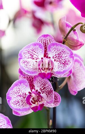 Selrcted giardino di fiori di orchidea per il decor e la bellezza Foto Stock