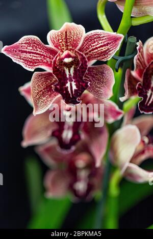Selrcted giardino di fiori di orchidea per il decor e la bellezza Foto Stock