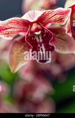 Selrcted giardino di fiori di orchidea per il decor e la bellezza Foto Stock