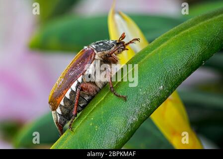 Scarafaggio comune / Maybug (melolontha melolontha) su foglia di pianta in giardino in primavera Foto Stock