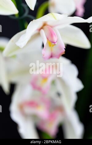 Selrcted giardino di fiori di orchidea per il decor e la bellezza Foto Stock