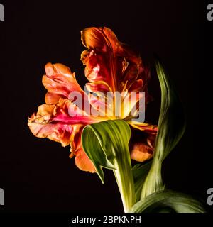 Guardando nel fiore di un tulipano di pappagallo fiammato giallo-arancio Foto Stock