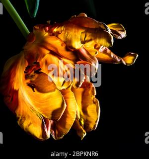 Guardando nel fiore di un tulipano di pappagallo fiammato giallo-arancio Foto Stock