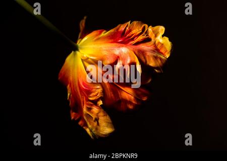 Guardando nel fiore di un tulipano di pappagallo fiammato giallo-arancio Foto Stock