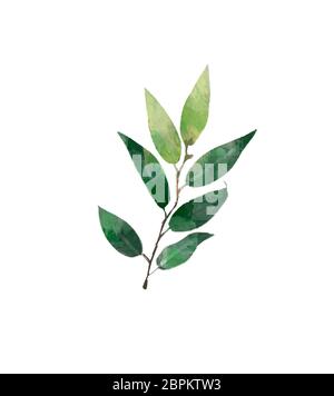 Acquerello moderno elemento decorativo. Eucalipto round foglia verde corona, verde rami, garland, border, cornice elegante acquerello isolato, Foto Stock