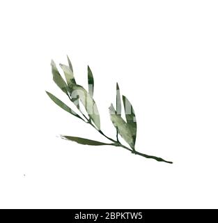 Acquerello moderno elemento decorativo. Eucalipto round foglia verde corona, verde rami, garland, border, cornice elegante acquerello isolato, Foto Stock