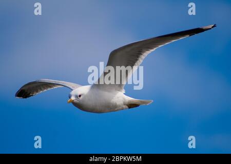 Un gabbiano sta volando sopra il mare Foto Stock