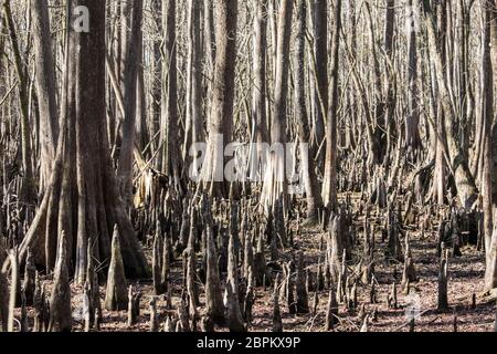 Foresta di cipressi calvi, Taxodium Distichum, lungo il fiume Suwanee in Florida, Stati Uniti. Foto Stock