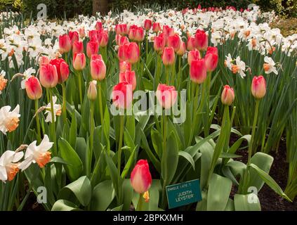 Lisse Paesi Bassi - Aprile 19, 2017: Tulipani chiamato Judith Leyster bianco e narcisi in fiore nel giardino Keukenhof in Lisse, Olanda, Netherlan Foto Stock