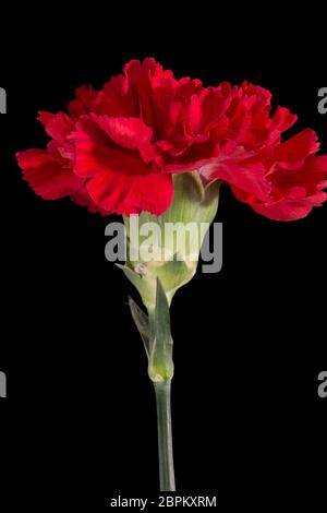 Fiore singolo di garofano rosso (Dianthus) isolato su sfondo nero, primo piano Foto Stock