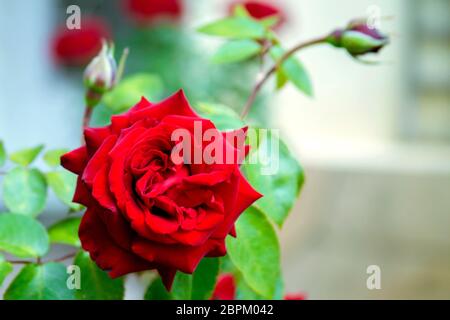 Fresh scarlet bocciolo di rosa vicino con uno sfondo sfocato - un classico dichiarazione di amore e tenerezza Foto Stock