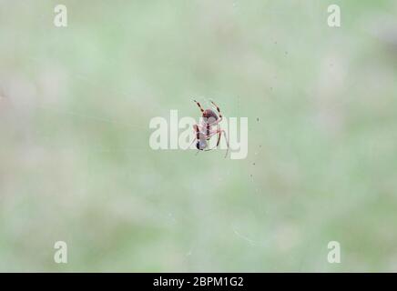 Avvistato orb weaver spider appesi da un pezzo di nastro e mangiare un insetto Foto Stock