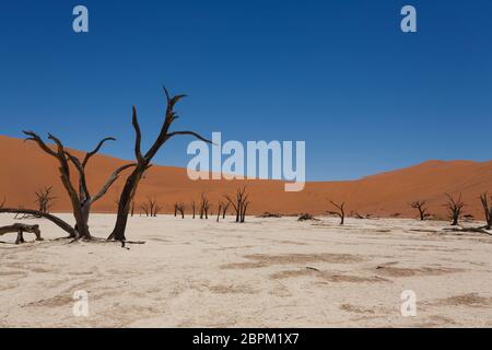 Una vista dal Dead Vlei, Sossusvlei Namibia Foto Stock