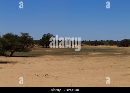 Panorama da Kgalagadi National Park, Sud Africa Foto Stock