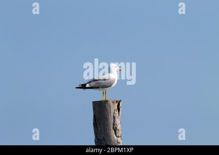 Gull permanente sulla palizzata da "Delta del Po' laguna. Natura italiana. Birdwatching Foto Stock