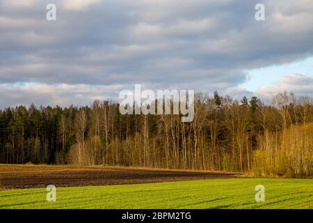 Campo verde con cereali e foresta sul retro, contro un cielo blu. Paesaggio di primavera con cornfield, legno e nuvoloso cielo blu. Classico paesaggio rurale Foto Stock