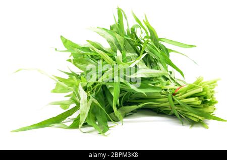 Acqua gli spinaci o gloria di mattina su sfondo bianco Foto Stock