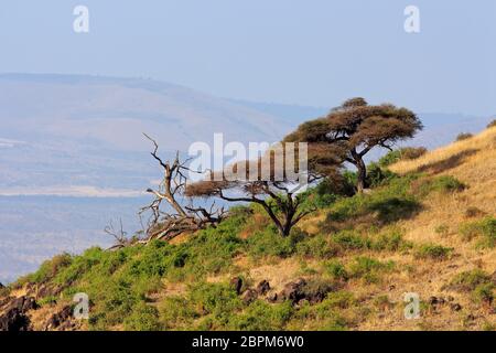 Paesaggio con African thorn-alberi, Amboseli National Park, Kenya Foto Stock