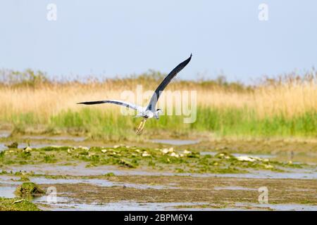 Airone cenerino all'interno di fiume Po laguna, paesaggio italiano. Natura Foto Stock