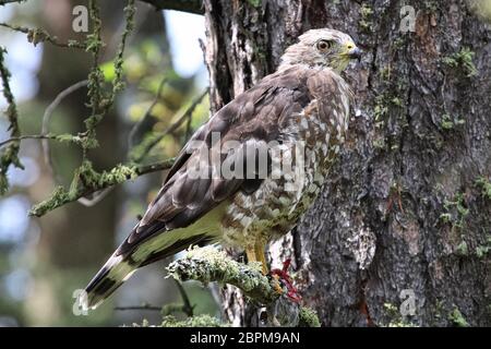 Un ampio falco alato si trova su un ramo di abete rosso. Foto Stock