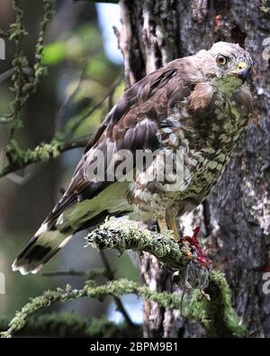 Un Hawk ad ala larga si siede su un ramo con un mouse nei suoi talloni. Foto Stock