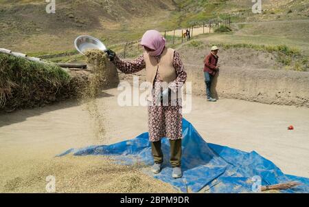 Donna in abiti tradizionali winnows grano da raccolto di grano sul tetto circondato da Himalaya in estate a Chicham, India. Foto Stock