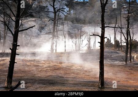 WY04429-00...WYOMING - sorgenti termali calde fumanti su Angel Terrace alle sorgenti termali di Mammoth nel Parco Nazionale di Yellowstone. Foto Stock