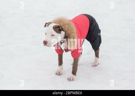 Carino americano pit bull terrier cucciolo è in piedi su una neve bianca nel parco invernale. Animali domestici. Cane purebred. Foto Stock