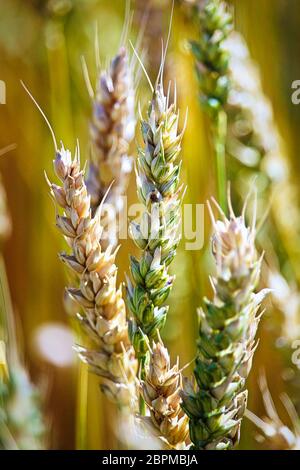 Una macro vista delle teste di grano non mature. Foto Stock