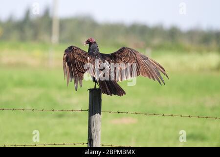 Una poiana tacchino selvaggia diffonde le sue ali mentre si siede su un palo. Foto Stock