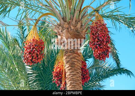 Frutti maturi di data tree appendere su albero. Date appendere su albero. Frutti tropicali. Chiudere i cluster giallo date mature appeso sulla data di Palm. Data in cui è stato eseguito il rip frutto Foto Stock