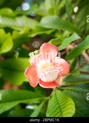 Shorea robusta o Cannonball fiore o Sal fiori (Couroupita guianensis) sulla struttura ad albero Foto Stock