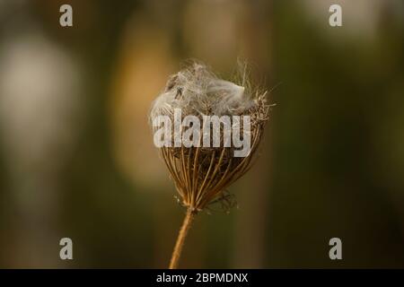 Primo piano di pianta selvaggia Foto Stock