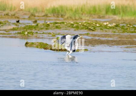 Airone cenerino all'interno di fiume Po laguna, paesaggio italiano. Natura Foto Stock