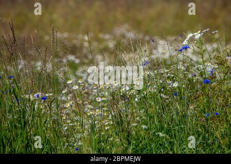 Margherita e cornflowers campo. Splendida fioritura di margherite e cornflowers in erba verde. Prato con margherite e cornflowers in Lettonia. Natura fiori Foto Stock