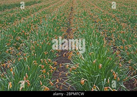 Campo commerciale di fiori di narcisi morenti, Angus, Scozia, UK Foto Stock