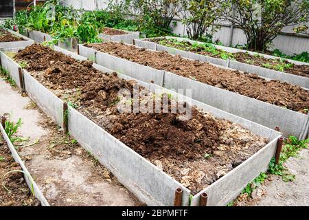 Il letto vegetale è fertilizzato con concime nel giardino d'autunno. Tecnologia per la coltivazione di verdure su letti alti. Foto Stock