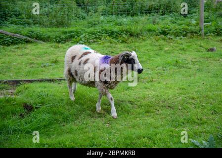 Pecore marcate violacee e turchesi nella Cornovaglia del nord, Regno Unito Foto Stock