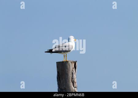 Gull permanente sulla palizzata da "Delta del Po' laguna. Natura italiana. Birdwatching Foto Stock