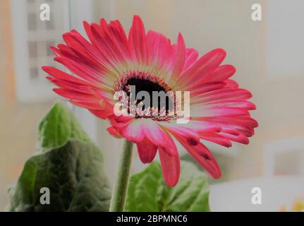Rosa Gerbera in Bloom finestra impostazione primo piano Foto Stock