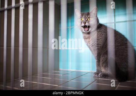 Gatto Malato in attesa di trattamento nella gabbia della clinica veterinaria Foto Stock