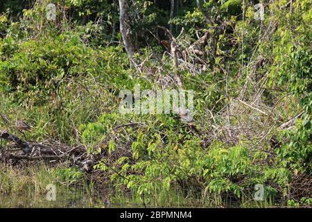 Due Hoatzins arroccati su detriti di alberi morti nella foresta amazzonica, Tambopata, Perù Foto Stock