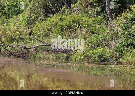 Un gregge di Hoatzins arroccato su detriti di alberi morti nella foresta amazzonica, Tambopata, Perù Foto Stock