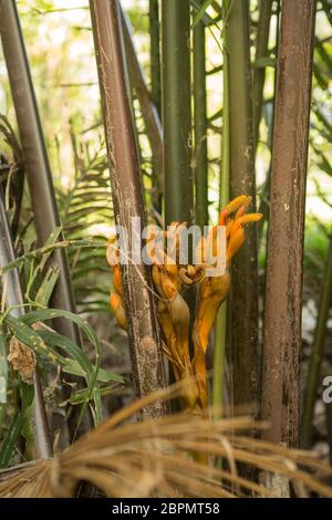 La pianta è un cocco d'acqua che cresce sul fiume Mekong Foto Stock