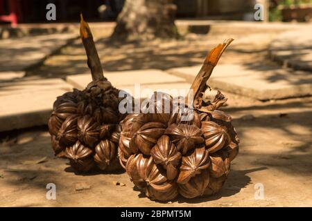 La pianta è un cocco d'acqua che cresce sul fiume Mekong Foto Stock