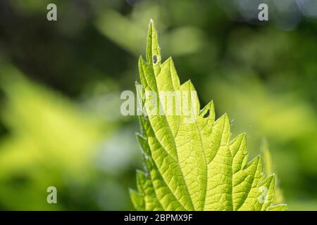 Soleggiato foglia retroilluminata di Nettica / Urtica dioica comune in sole zampillato. Ben noto forato cibo per zuppa di ortica. Concetto doloroso di punging. Foto Stock