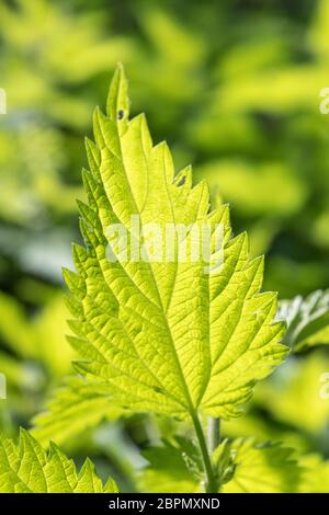 Soleggiato foglia retroilluminata di Nettica / Urtica dioica comune in sole zampillato. Ben noto forato cibo per zuppa di ortica. Concetto doloroso di punging. Foto Stock