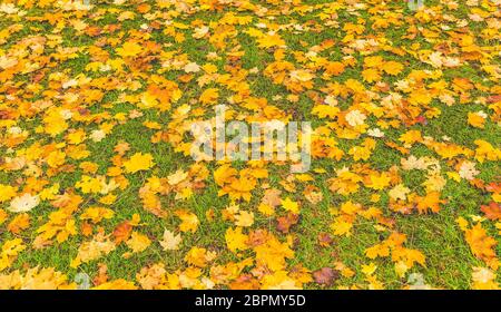 acero colorato lasciare sul terreno, prato per sfondo nel parco, stagione autunnale. Foto Stock