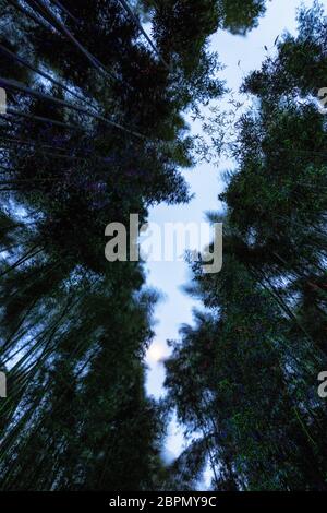 Eunhasu o strada galassia nel campo di foresta di bambù Taehwagang Sunnidaebat a Ulsan, Corea del Sud. La foresta di bambù è illuminata di notte dagli artifi Foto Stock