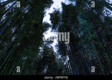 Eunhasu o strada galassia nel campo di foresta di bambù Taehwagang Sunnidaebat a Ulsan, Corea del Sud. La foresta di bambù è illuminata di notte dagli artifi Foto Stock